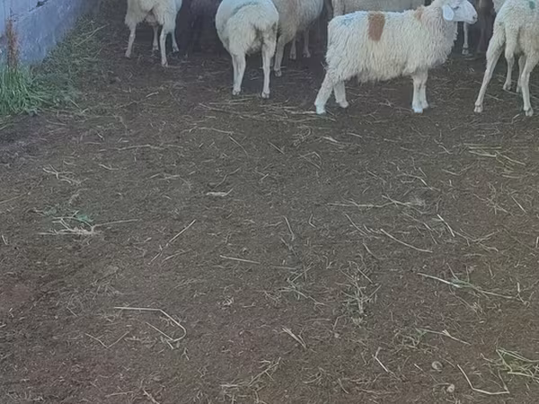 母羊, Sheep