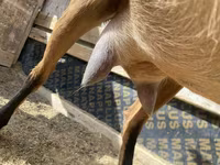 बकरी, Saanen goat — फ़ोटो 5