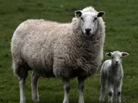 Carnero, Suffolk sheep — foto 5