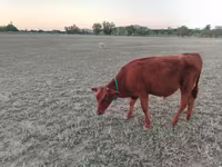 Vaca, Vaca de estepa roja — foto 4