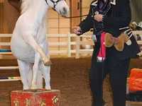 Mare, Miniature horse — photo 5