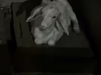 عنزة, Saanen goat — الصورة 5
