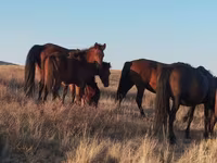 حصان, Kazakh horse — الصورة 1