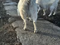 Goat, Saanen goat — photo 2