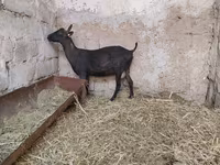 عنزة, Murcia-Granada goats — الصورة 6