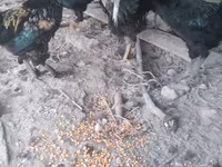 Chickens — الصورة 5
