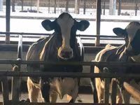 母牛, Swiss cattle — 照片 4