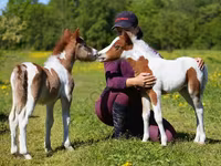 公马, American shetland pony — 照片 1
