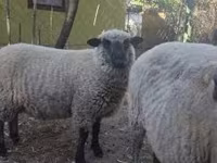 Carnero, Shroshire sheep — foto 2