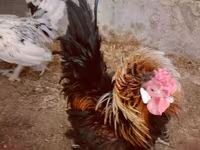 Chickens — 照片 1