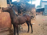 Caballo, French Trotter — foto 1