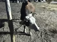 بقرة, Latvian Blue cattle — الصورة 3