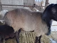 Carnero, Blackheaded Persian sheep — foto 2