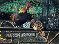 Chickens — photo 2