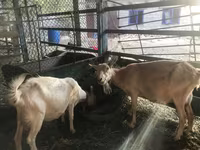 Ziegenbock, Saanen goat — Foto 2