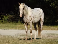 Horse (M), Appaloosa — photo 2
