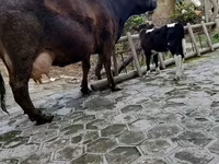 Vaca, Ganado vacuno — foto 2