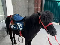 घोड़ा, North Swedish horse — फ़ोटो 1