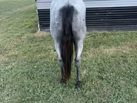 Caballo, Quarter Horse — foto 7