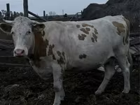 Vaca, Simmental cattle — foto 1