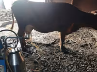 Vaca, Vaca de estepa roja — foto 2