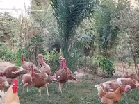 بوربون الأحمر — الصورة 2