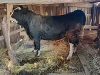 Toro, Vaca kazaja de cabeza blanca — foto 2