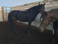 Hengst, Kushum Horse — Foto 6