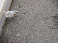 डेनिश हेन — फ़ोटो 4