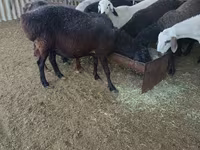 绵羊（批次，未指定性别）, Sheep — 照片 3