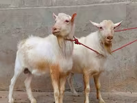 عنزة, Saanen goat — الصورة 3