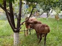 Ram, Sheep — photo 1