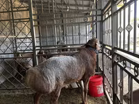 Carnero, Arashan sheep — foto 3