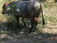 Bull, Cattle — photo 2