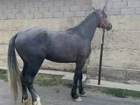 Horse (M), Kustanai horse — photo 2