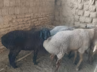 Sheep, Sheep — photo 2