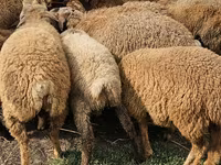 Ovejas (lote, sexo no especificado), Karabakh sheep — foto 2
