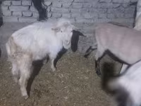 Cabro, Saanen goat — foto 1