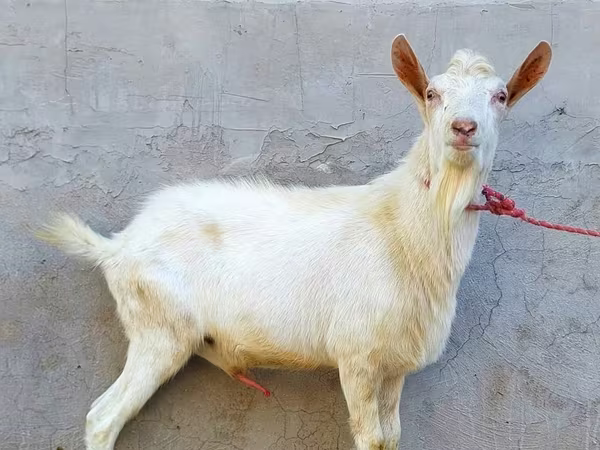 Cabro, Dutch Landrace goats