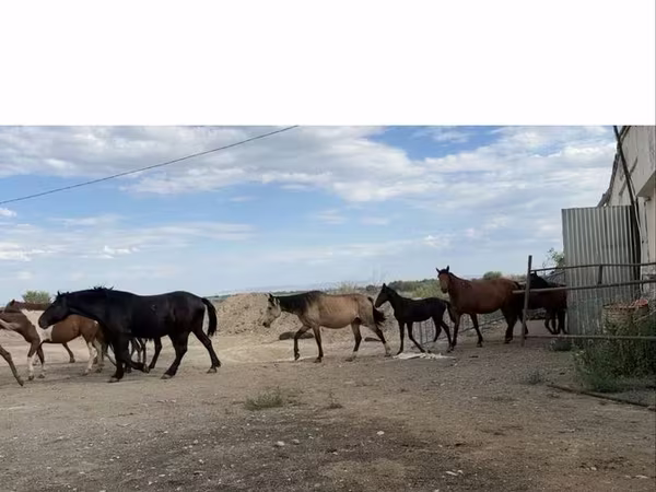 Stute, Horse breed