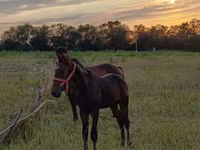 Hengst, Arabian horse — Foto 1