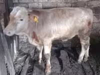 ثور, Simmental cattle — الصورة 3