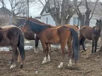 Stute, Kazakh horse — Foto 2