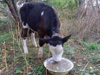 Bulle, Simmental cattle — Foto 5