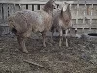 Sheep, Arashan sheep — photo 3