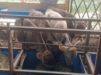 Kuh, Simmental cattle — Foto 1