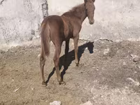 Hengst, Thoroughbred horse — Foto 1