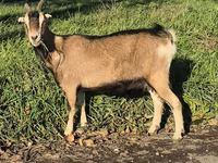 Goat, Alpine goat — photo 5