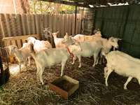 تيس, Saanen goat — الصورة 1