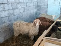 母羊, Beulah Speckled face sheep — 照片 3